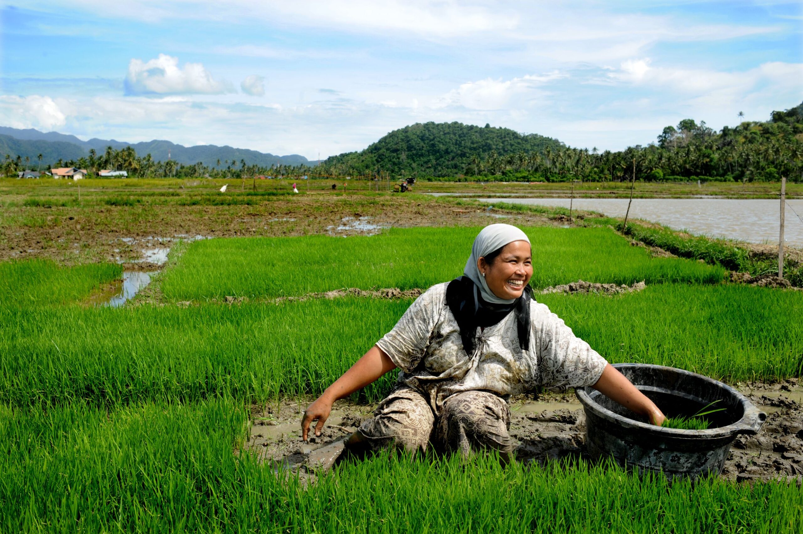 A local farmer in Indonesia plants rice in as part of a Tsunami Recovery Program supported by the American Red Cross and Mercy Corps. 