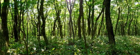 green-leafed grasses in a forest