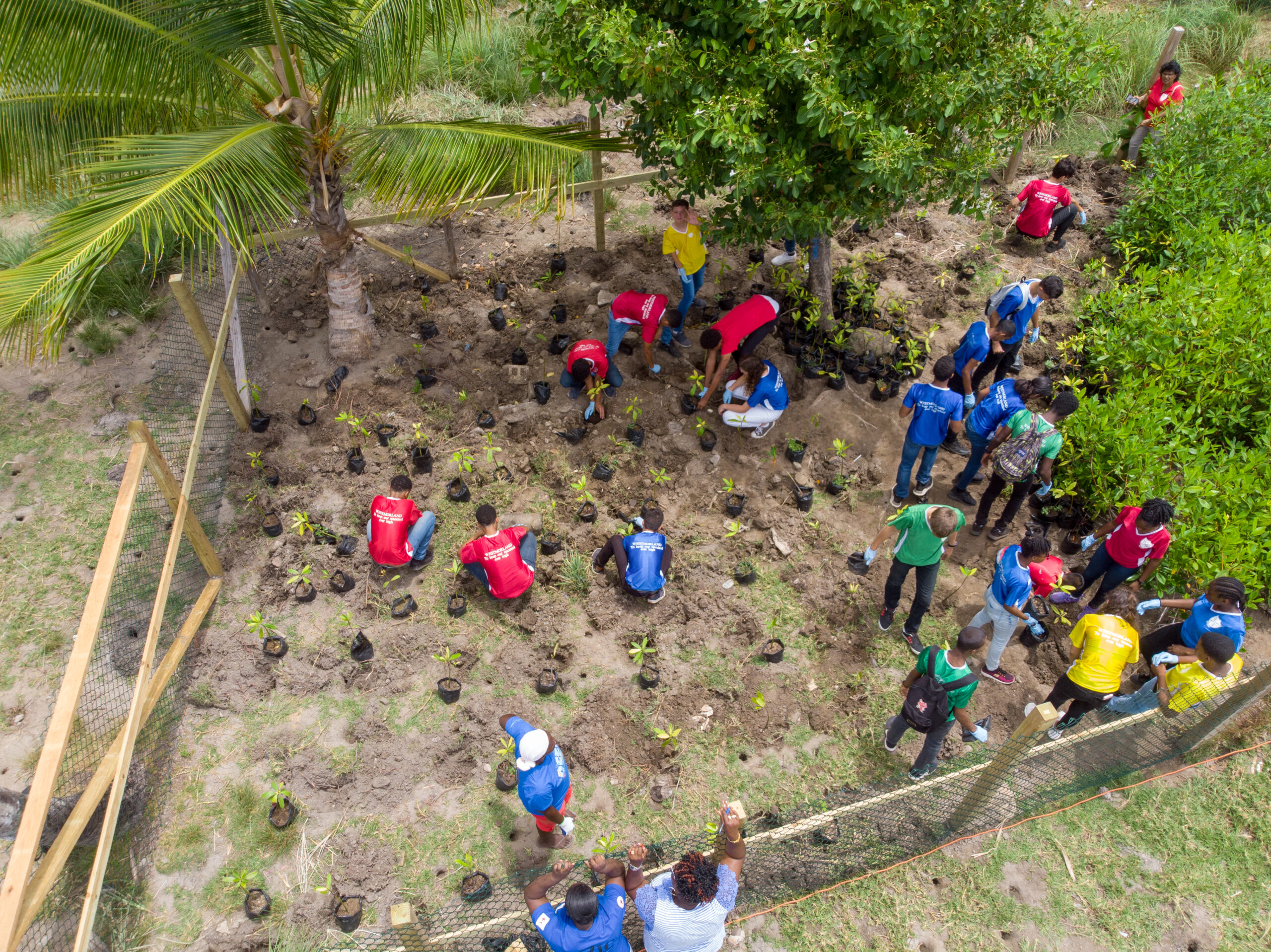 -	Students planting mangroves in Grenada. Photo credit: TR Coms/TNC 