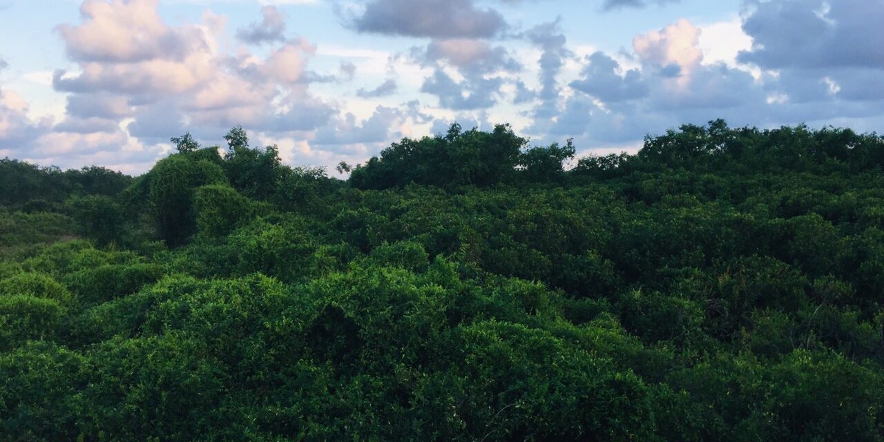 Mangroves in Dai Họp in 2021