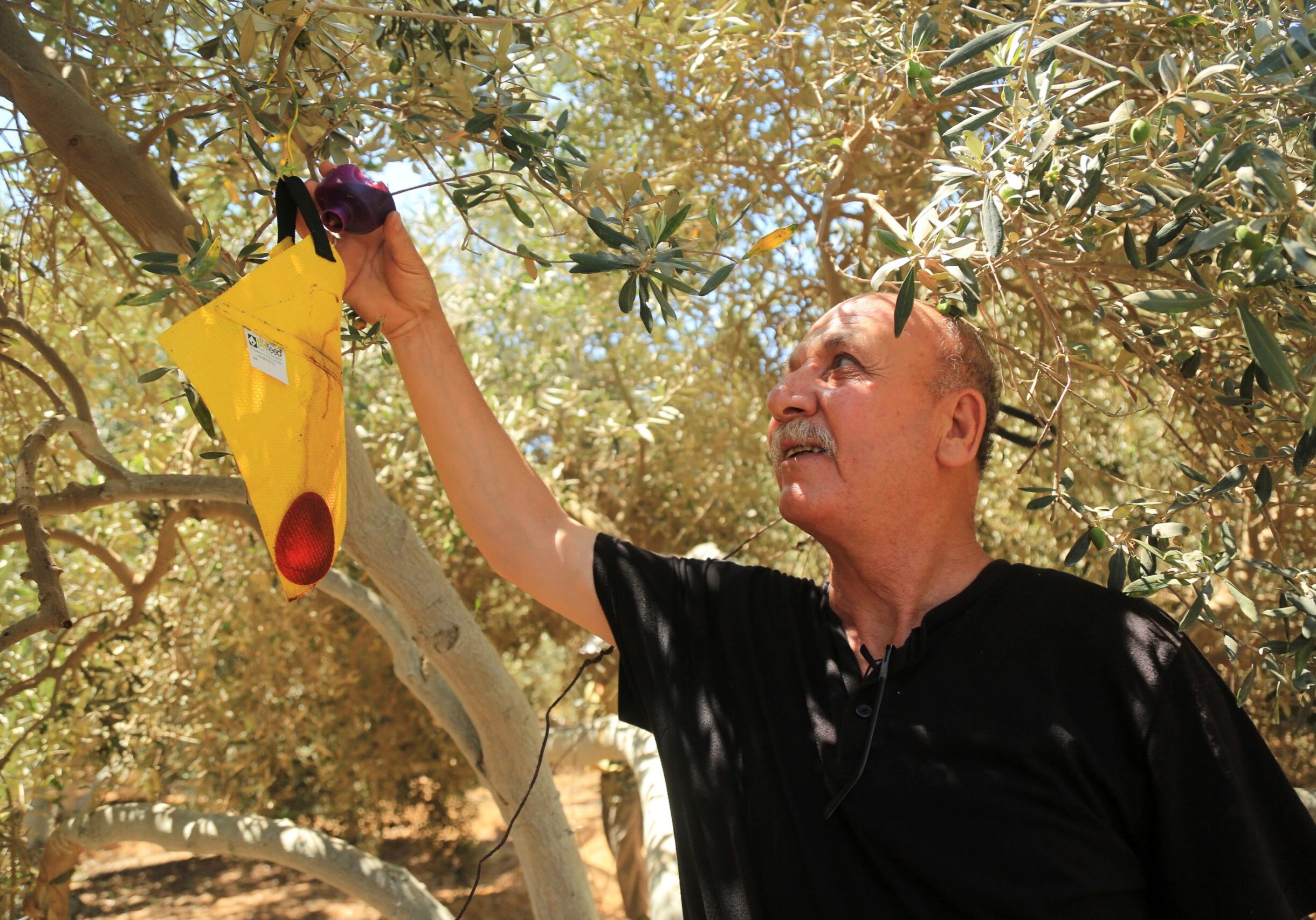 Gaza Strip. An engineer checking on an insect trap given to him as part of an eco-friendly project for the protection of fruit and olive trees, supported by the ICRC.