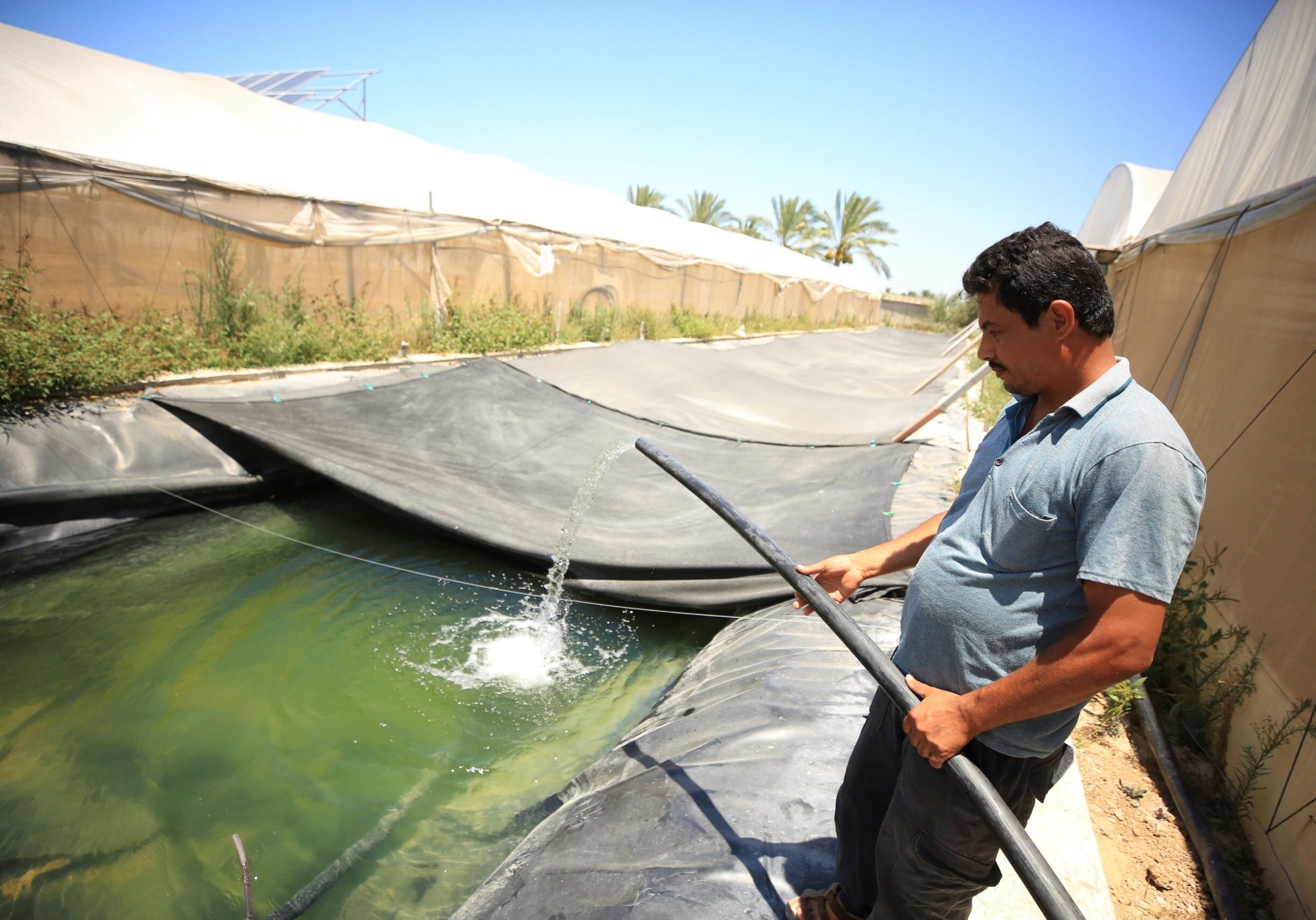 Gaza Strip, Al-Musaddar village. A fish farmer pours water into the pools of a fish farm. The water is collected through rainwater harvesting and solar energy. The fish farm is part of an agricultural project supported by the ICRC.