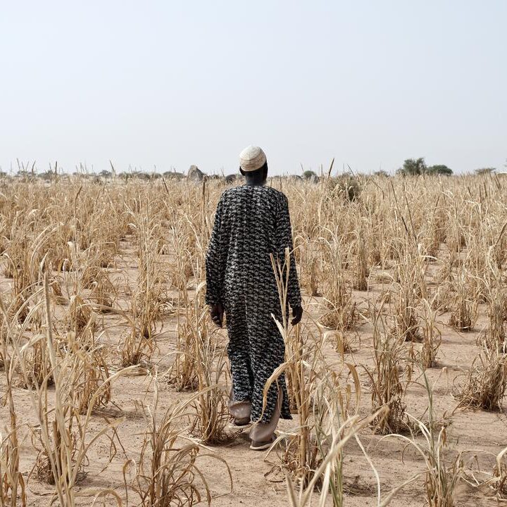 This plantation of millet was destroyed with the heat, the attacks of worms and crickets. Town of Sebba, Burkina Faso